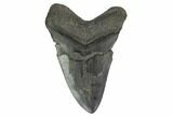 Bargain, Fossil Megalodon Tooth - South Carolina #159444-1